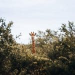 Ошибки природы: пределы и несовершенство естественного отбора