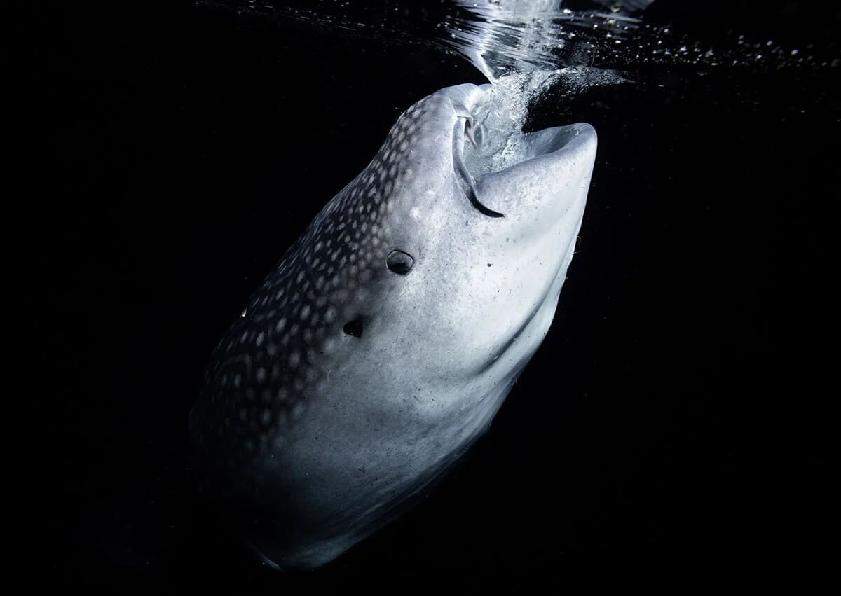 Победитель в номинации «Молодой фотограф акул». Китовая акула (Rhincodon typus) / © Panitbhand Paribatra Na Ayudhya