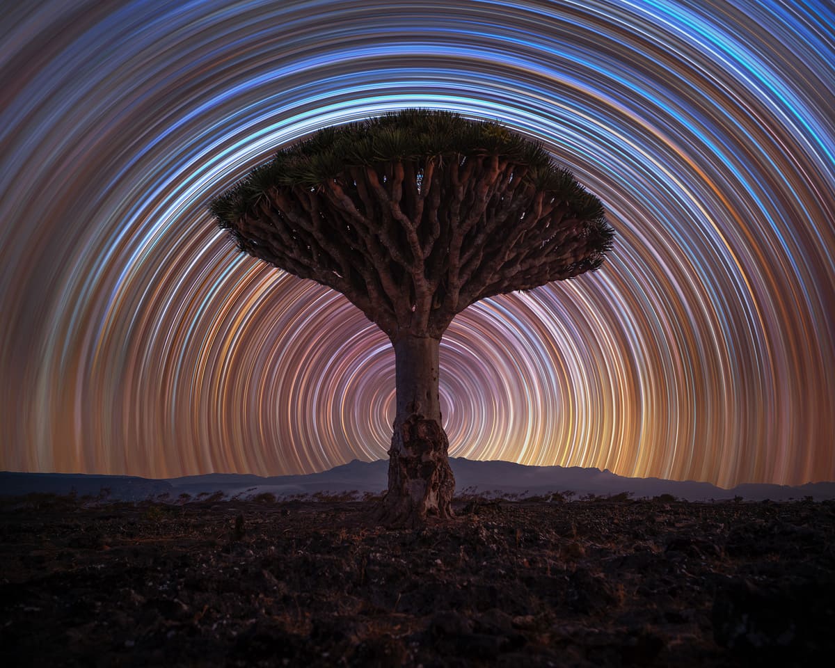 Одинокое драконово дерево (Dracaena cinnabari) на острове Сокотра (Йемен) / © Benjamin Barakat