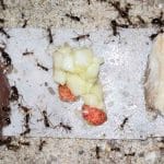 Муравьи-кочевники предпочли говядину яблокам с медом и рыбе