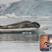 Морской леопард вылез на паковый лед