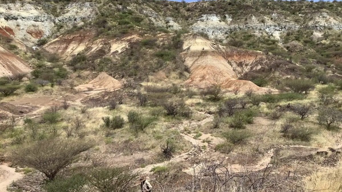 Ученые нашли древнейшие белки в зубах вымерших гигантов