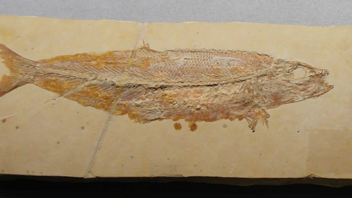 Юрские рыбы регулярно гибли от попыток «обглодать» добычу размером с себя