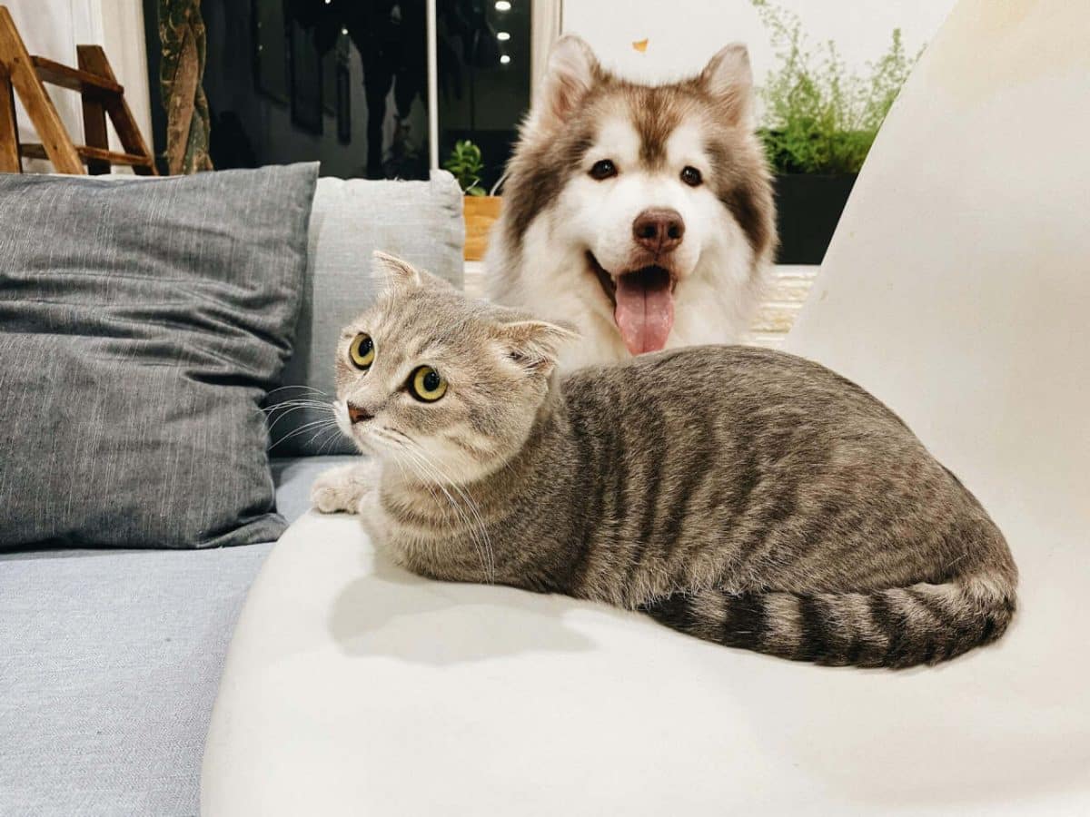 кошка с собакой