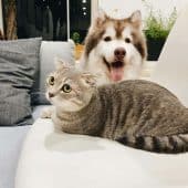кошка с собакой