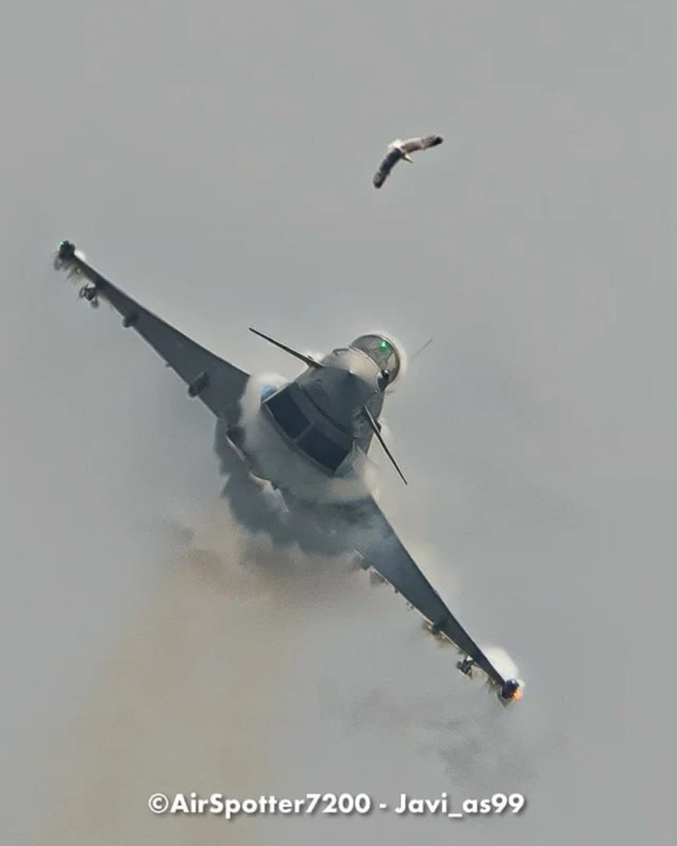 Птица до столкновения с истребителем Eurofighter Typhoon / © Javier Alonso de Medina Salguero