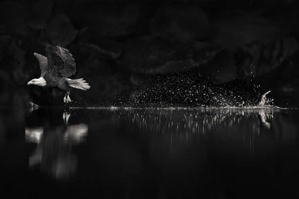 Высокая оценка конкурса: «Преследователь» / © Jacquie Matechuk