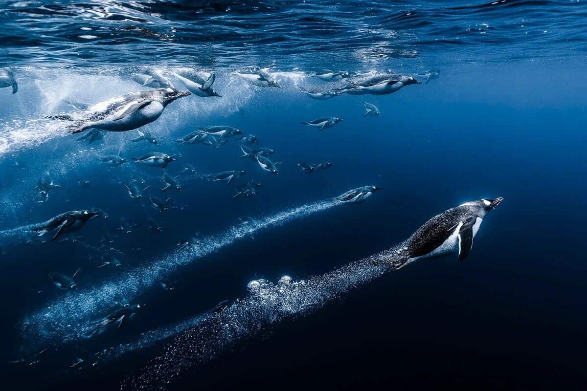 Финалист в категории «Дикая природа»: пингвины / © Romain Barats 
