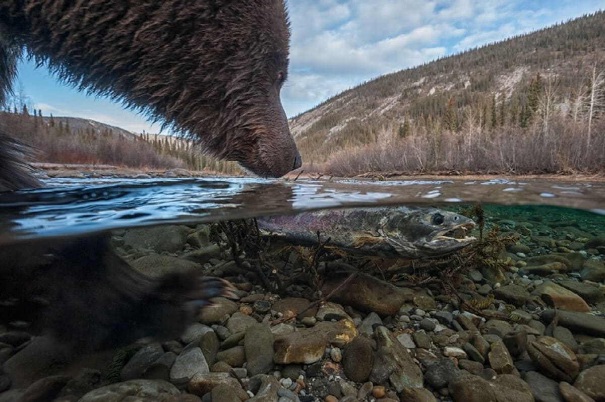  Медведь и его добыча, Юкон, Канада / © Peter Mather 