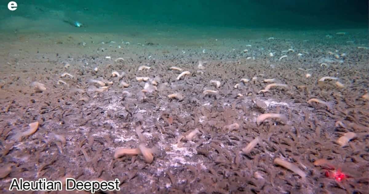 Трубчатые черви на глубине 6780 метров в Алеутском желобе / © Institute of Deep-sea Science and Engineering, Chinese Academy of Sciences via AP