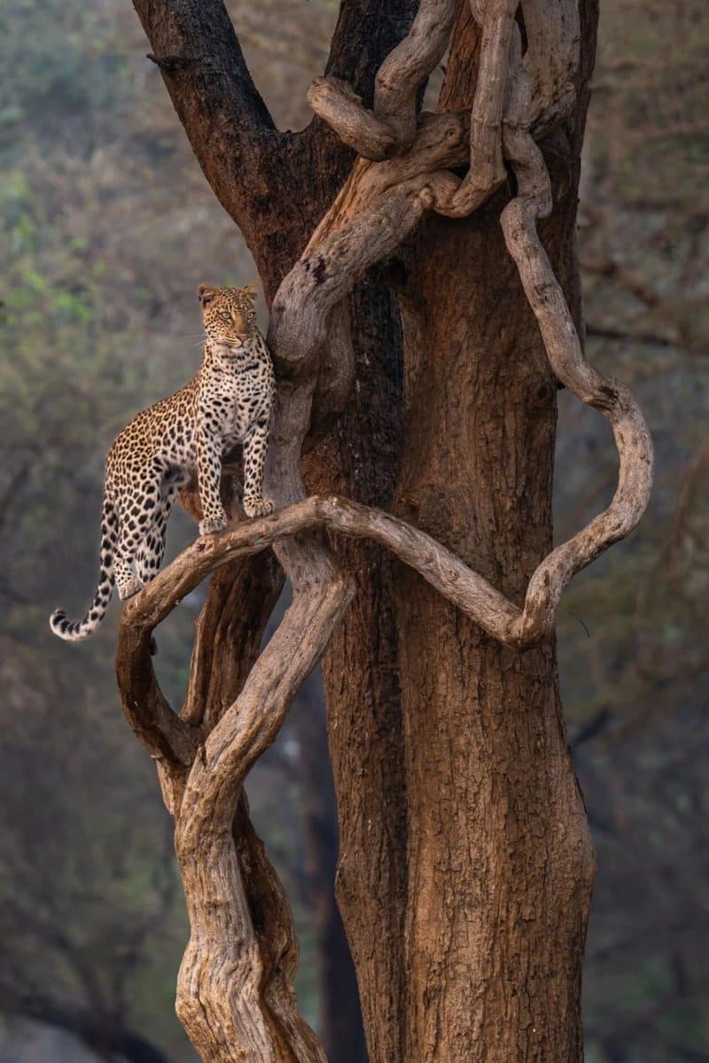 Леопард на дереве / © Thomas Weder