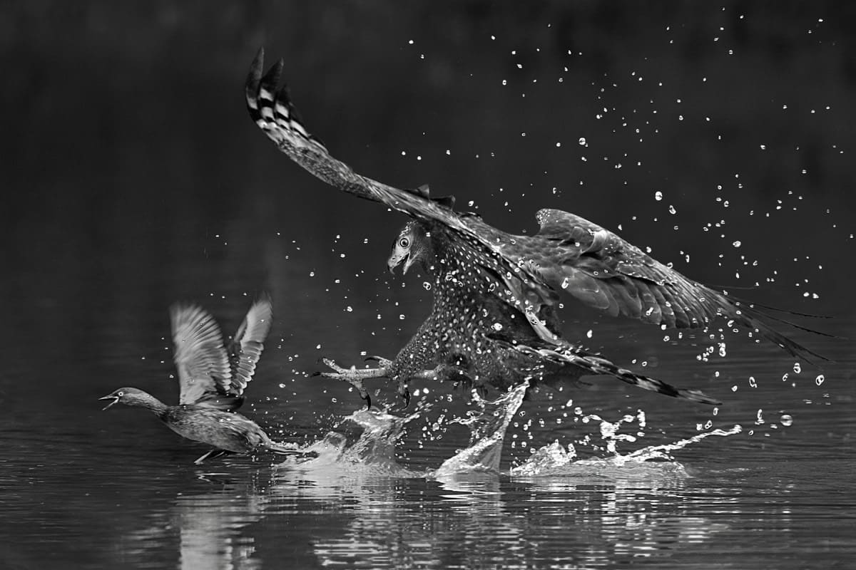 Высокая оценка конкурса:  естественный закон мира / © Ngai Bun Wong
