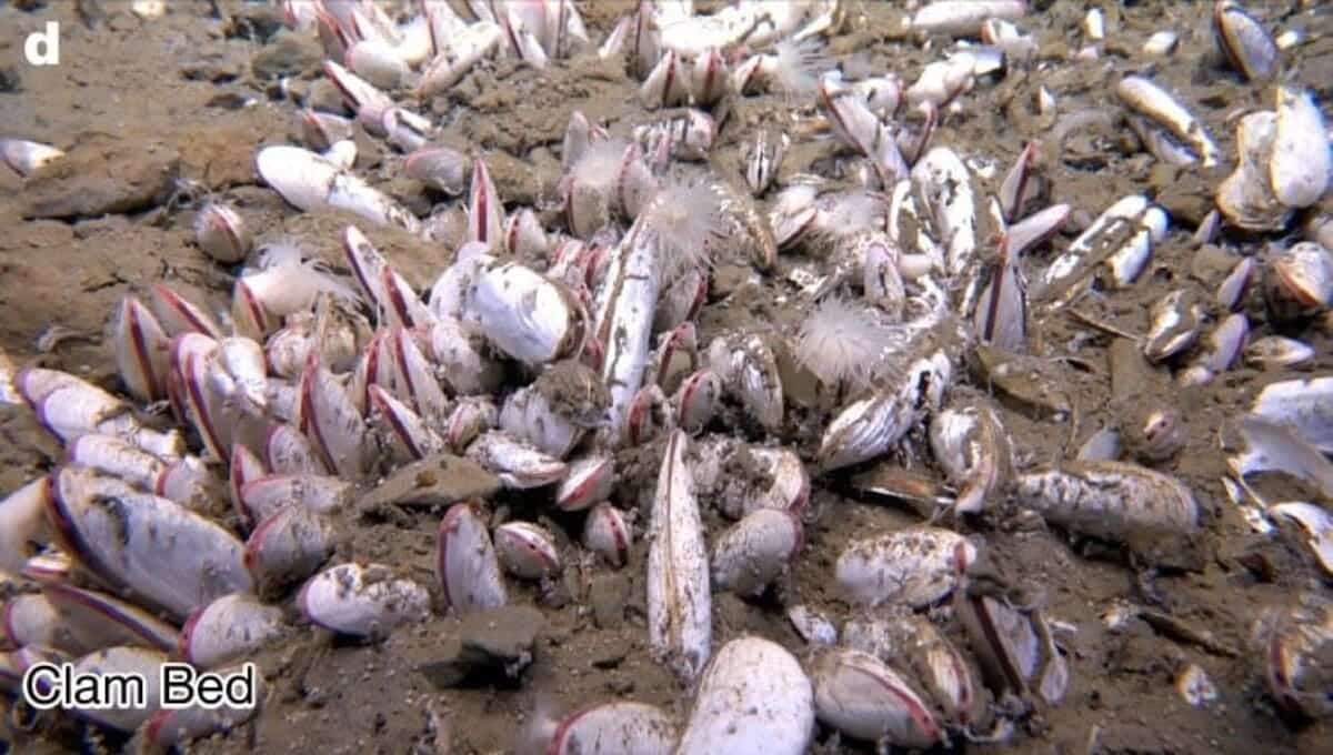 Двустворчатые моллюски из рода Tartarothyasira  / © Institute of Deep-sea Science and Engineering, Chinese Academy of Sciences via AP