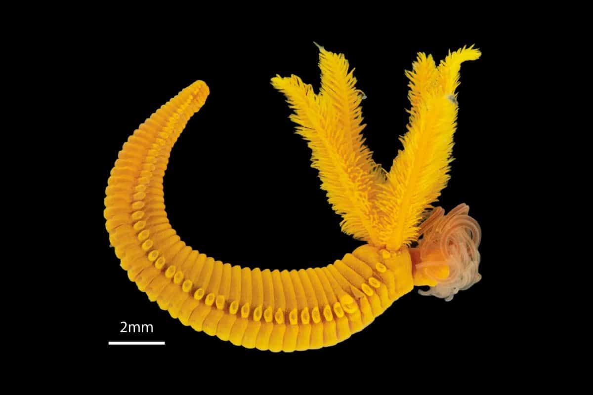 Paralvinella hessleri