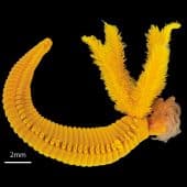 Paralvinella hessleri