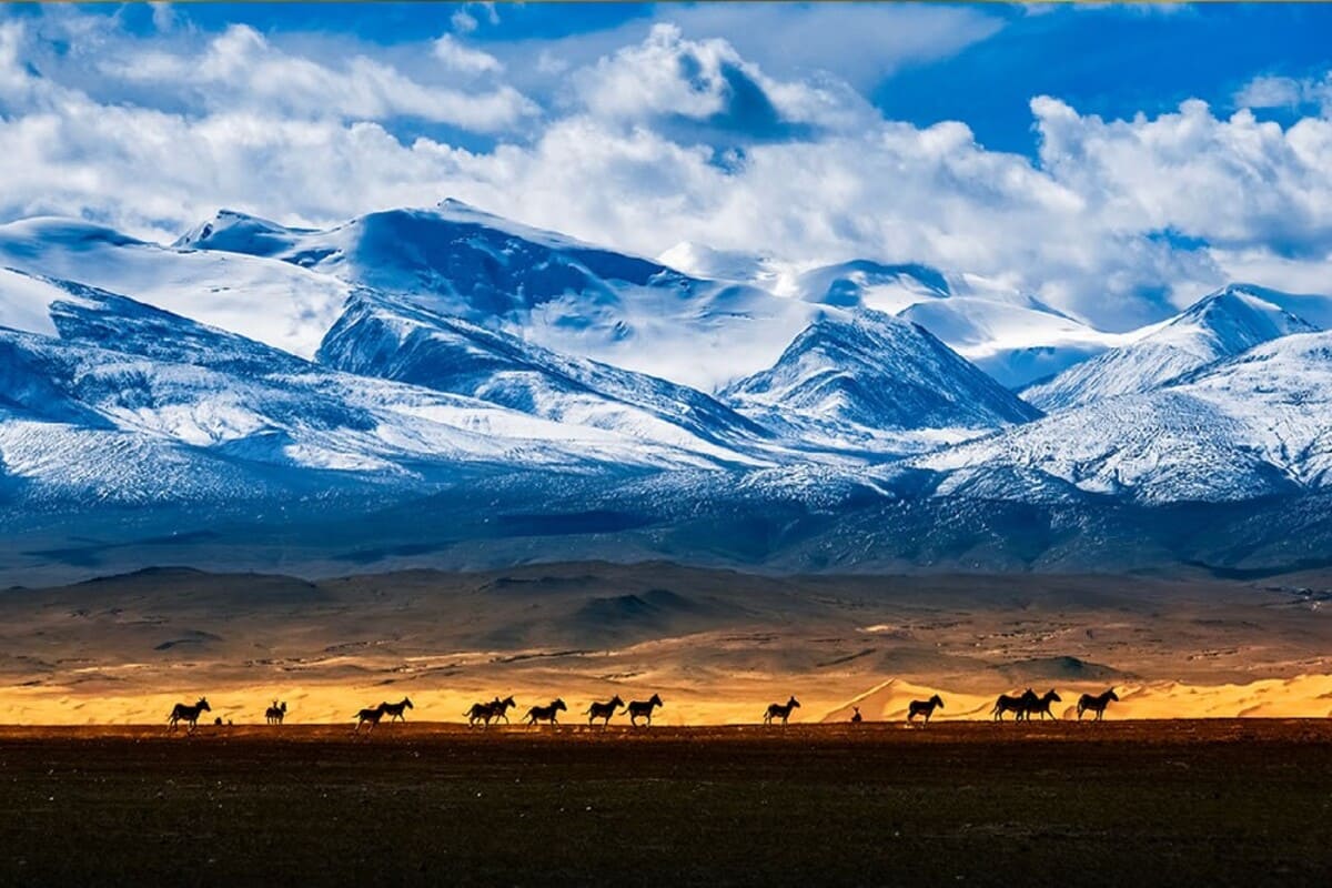 Кианги на закате, Цинхай, Китай  / © Shengfu Jiao