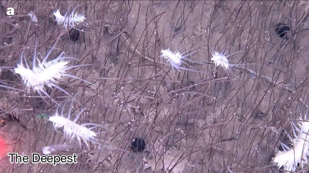 Трубчатые черви в Алеутском желобе  / © Institute of Deep-sea Science and Engineering, Chinese Academy of Sciences via AP