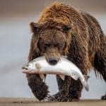 Центр спасения медвежат — сирот