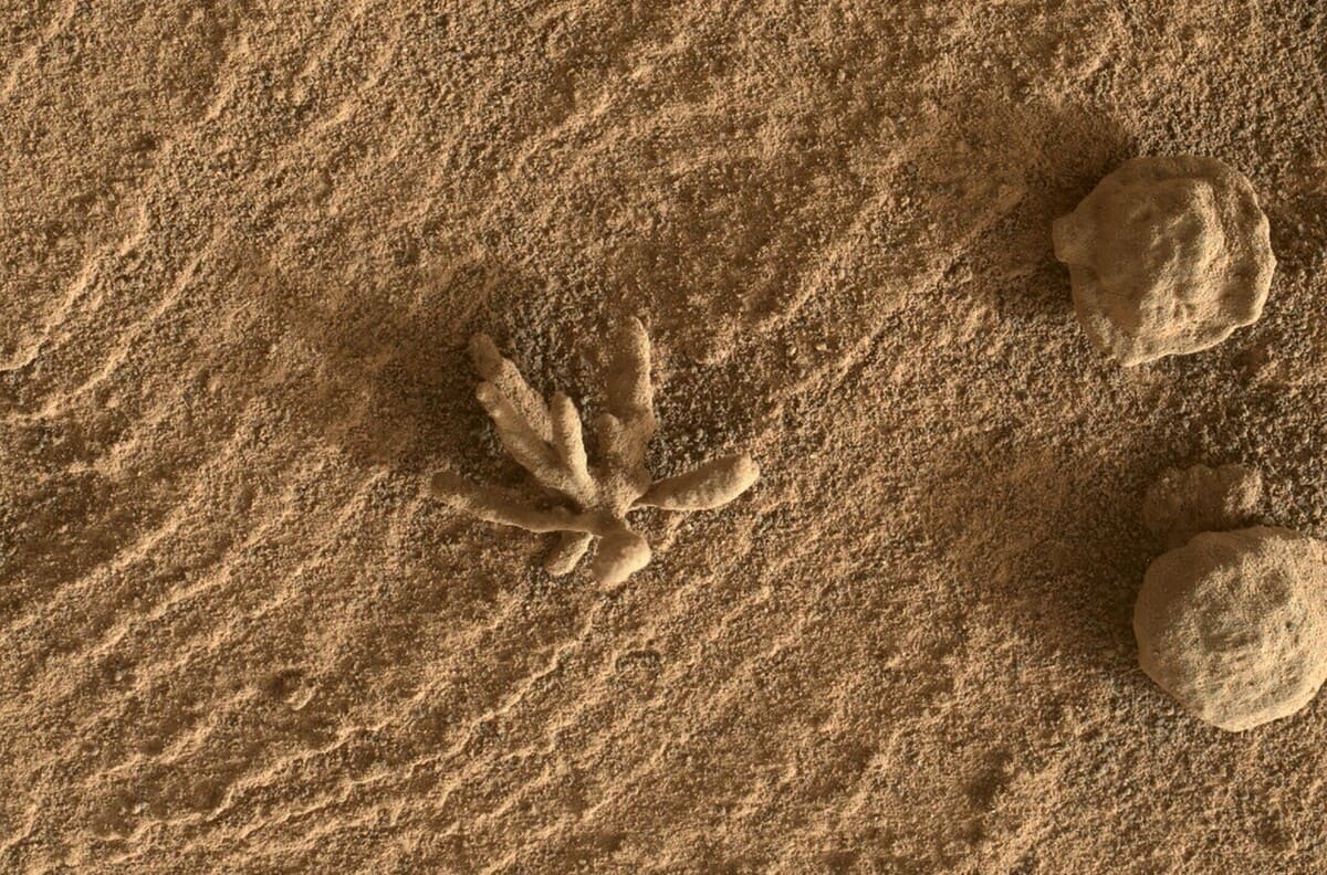 Этот похожий на цветок каменный артефакт был сфотографирован Curiosity с помощью камеры Mars Hand Lens Imager (MAHLI) 24 февраля 2022 года. Исследователи предположили, что первоначально объект был частью горной породы, которая постепенно подверглась выветриванию. Но эти скопления минералов оказались устойчивыми к эрозии / © JPL-Caltech / NASA 