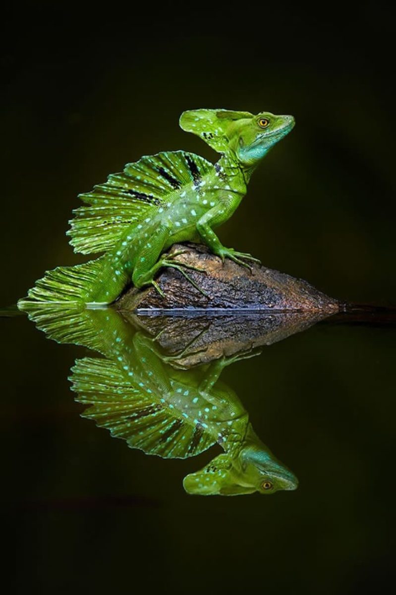 Basiliscus plumifrons — вид ящериц из рода василисков, Бока-Тапада, Коста-Рика / © Petr Bambousek