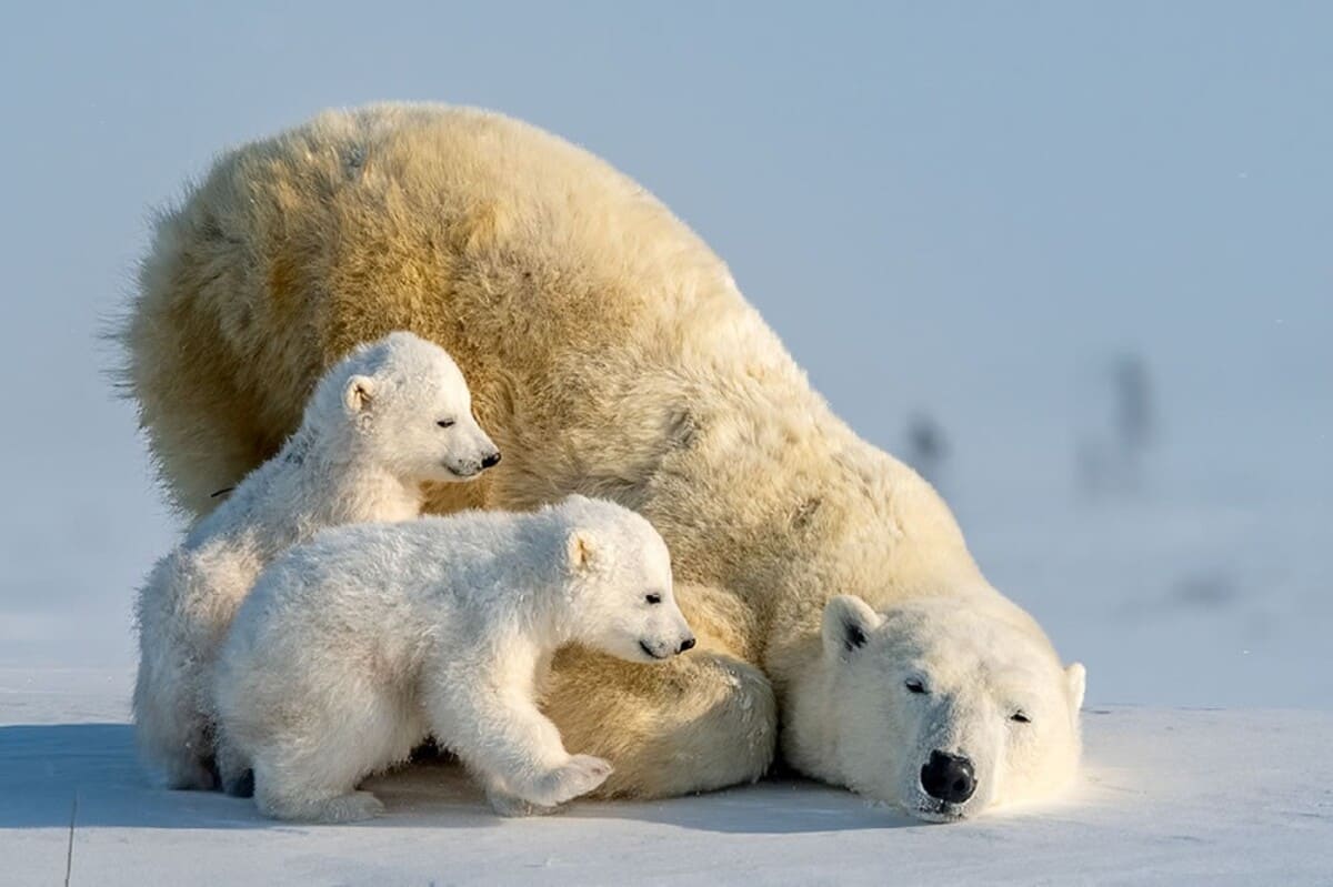  Белый медведь с медвежатами, национальный парк Вапуск, Канада / © Hung Tsui 