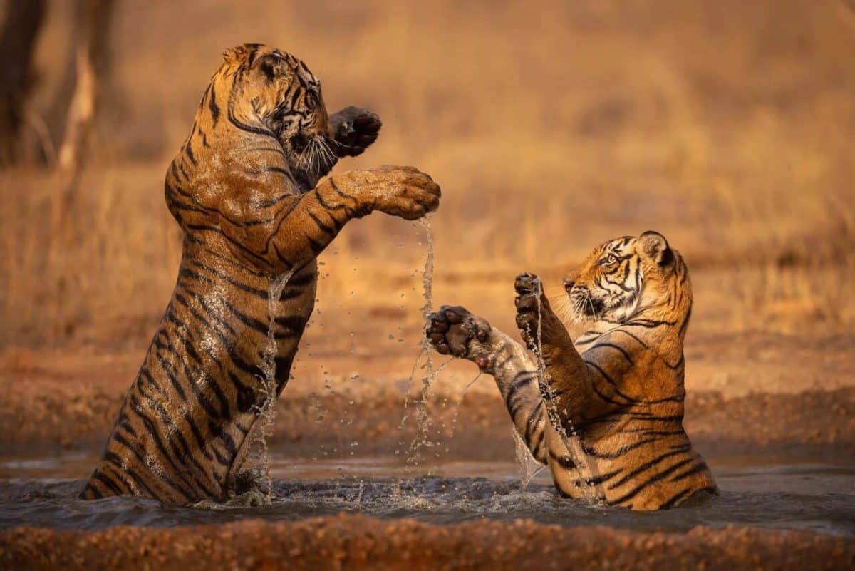  Водные игры / © Vladimir Cech Jr