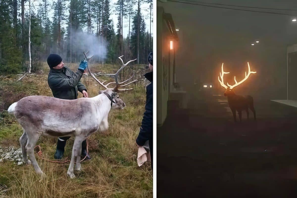 Олень с рогами, покрытыми светоотражающей краской, в лесах Лапландии / © Eeva Mäkinen, Visit Finland