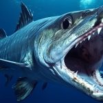 Опасные рыбы и их предки