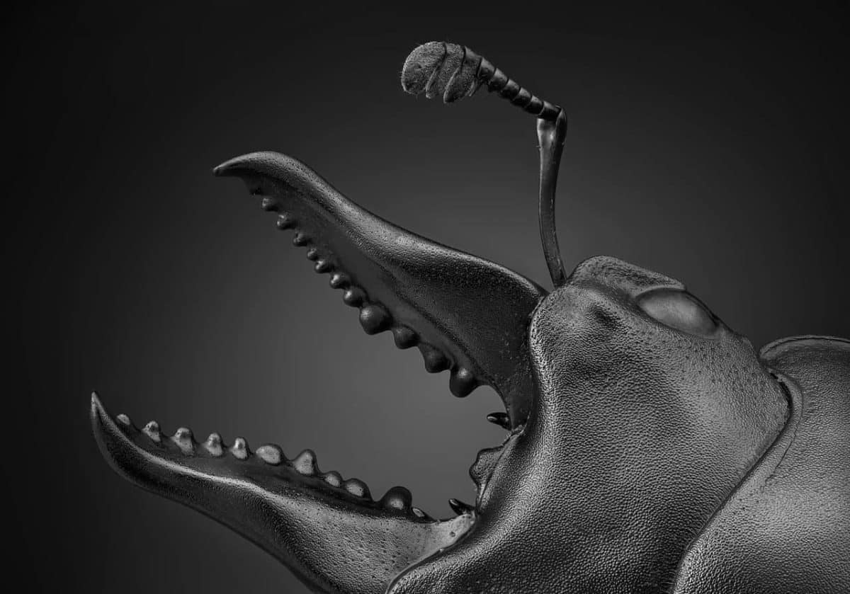 Высокая оценка жюри: Prosopocoilus serricornis  / © Javier Ruperez