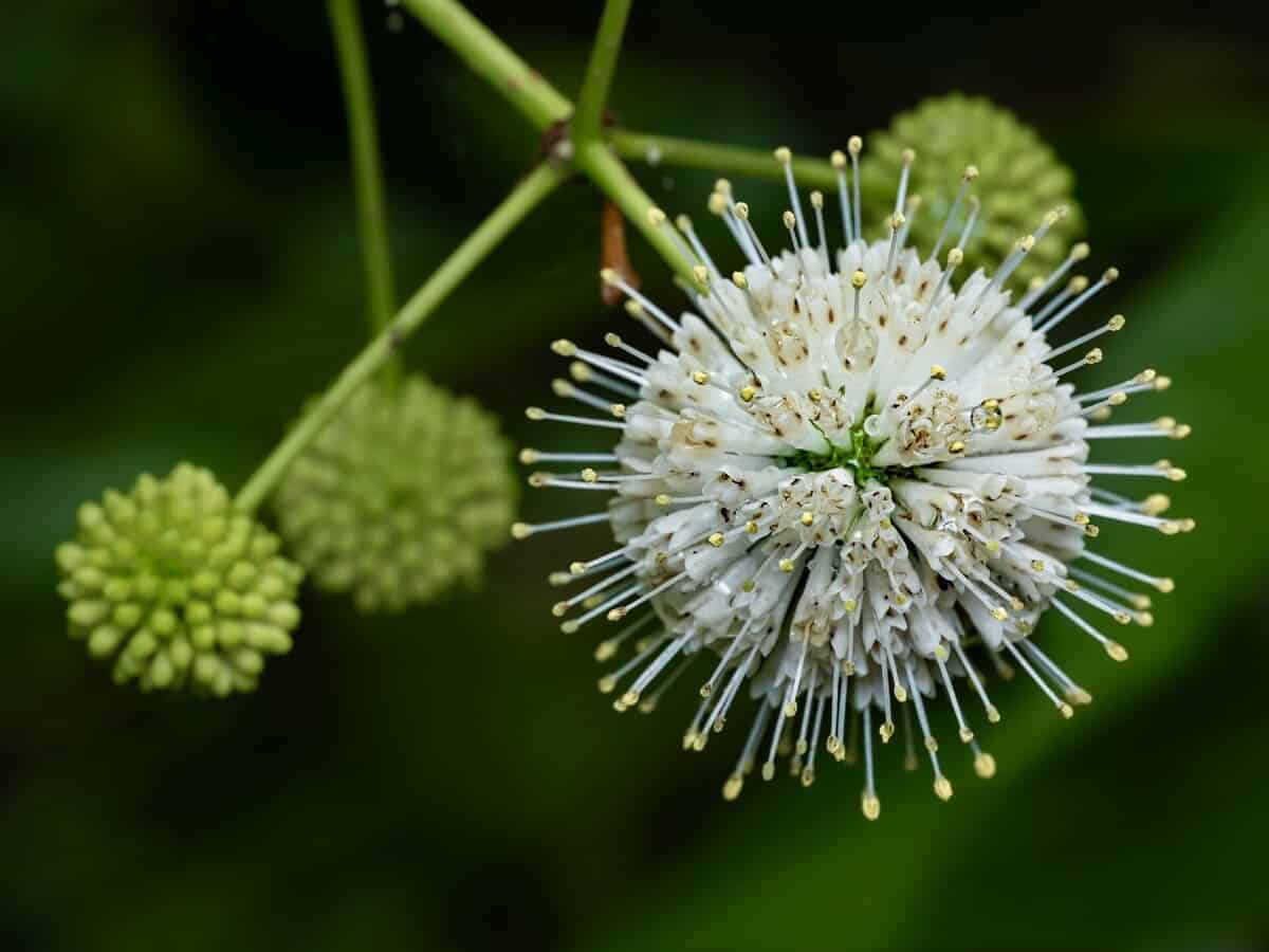 Третье место в категории «Местные растения»: Цветоголовник западный (Buttonbush) / © Christopher Harringto