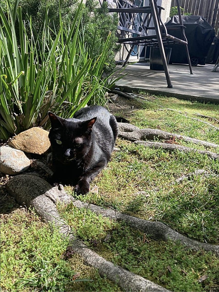 Препарат для лечения рака головы и шеи впервые испытали на домашних кошках