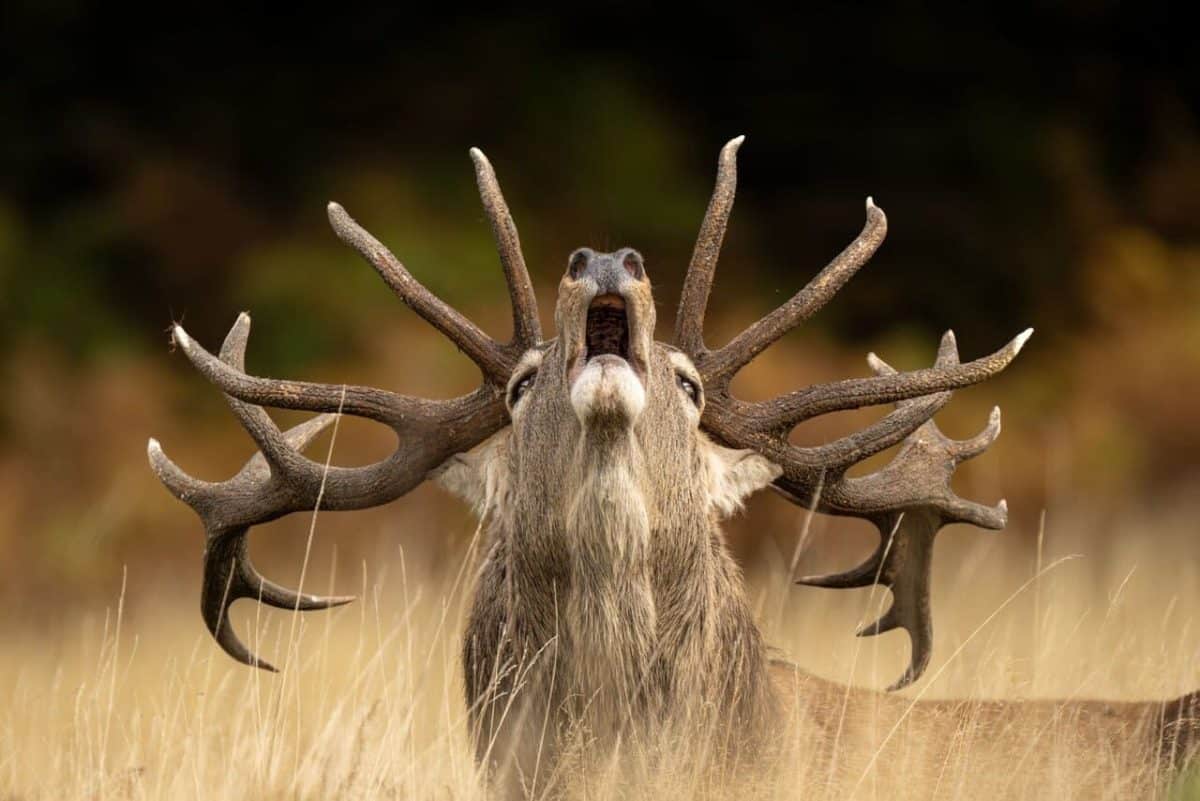 «Гон» / ©  Jamie Smart