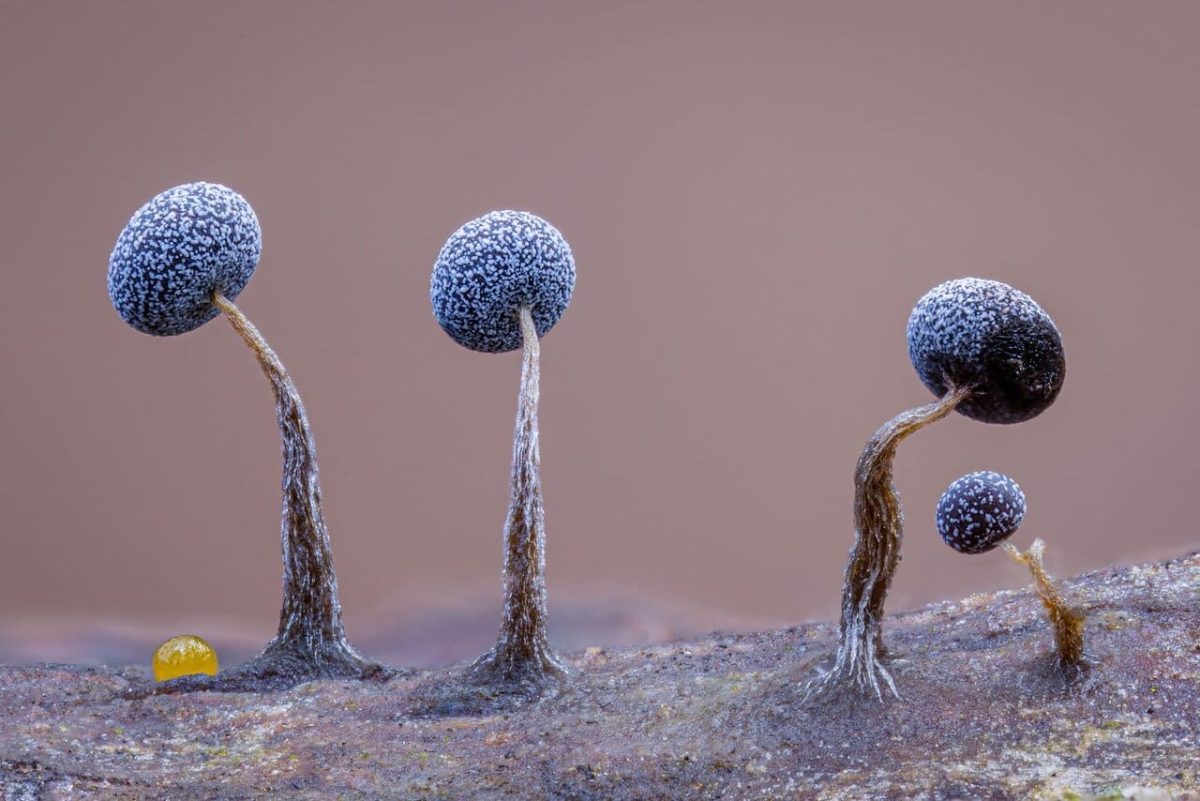 «Семейный портрет» / © Kutub Uddin