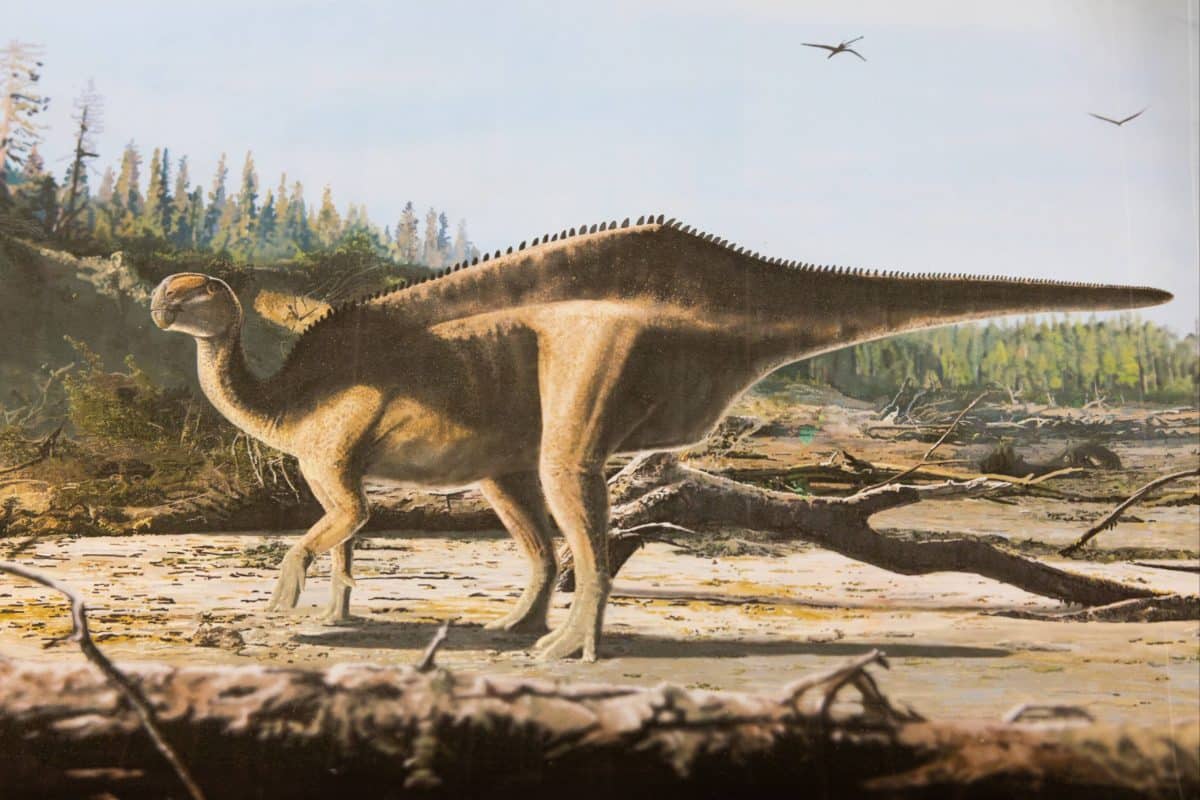 Художественная интерпретация Istiorachis macarthurae / © James Brown, University of Portsmo