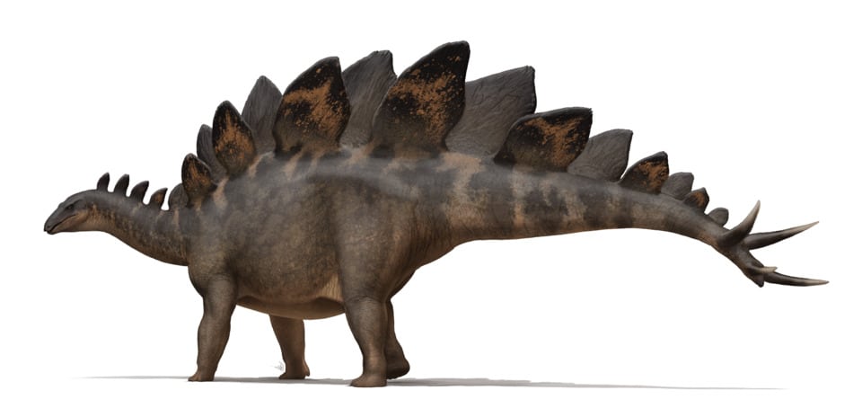 Реконструкция Stegosaurus stenops, основанная на образце «Софи» / © Fred Wierum, Wikimedia