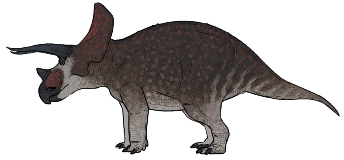 Реконструкция Triceratops horridus, основанная на образце P 256878 («Horridus») / © Connor Ashbridge, Wikimedia 