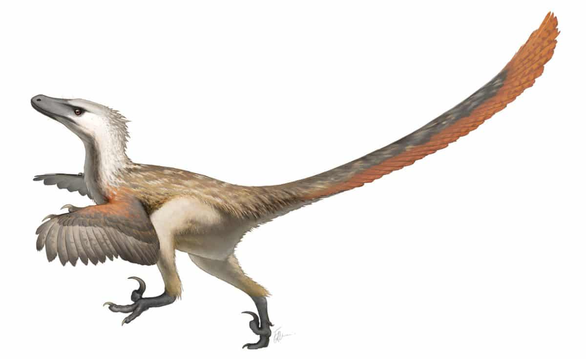 Реконструкция внешнего облика Velociraptor mongoliensis / © Fred Wierum, Wikimedia