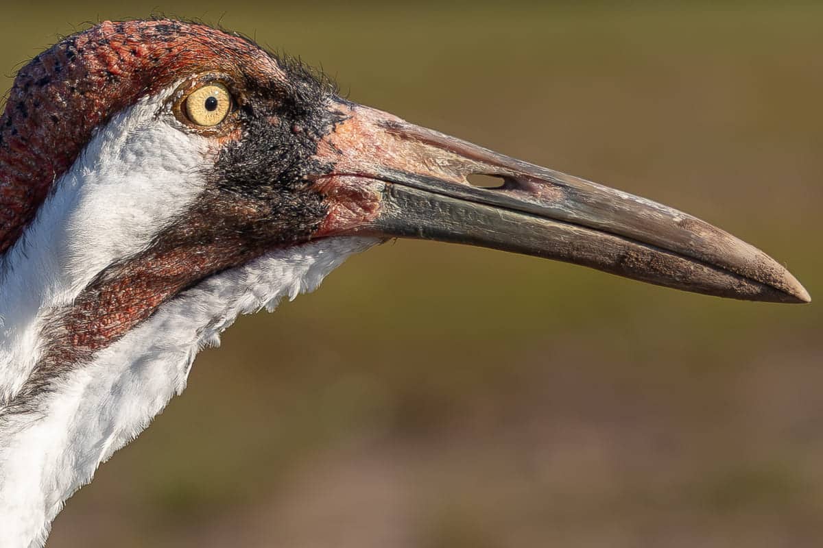 Приз зрительских симпатий: Американский журавль / © Lizzi Fricker