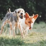 Как сезонная линька у животных связана с осенней потерей волос у людей