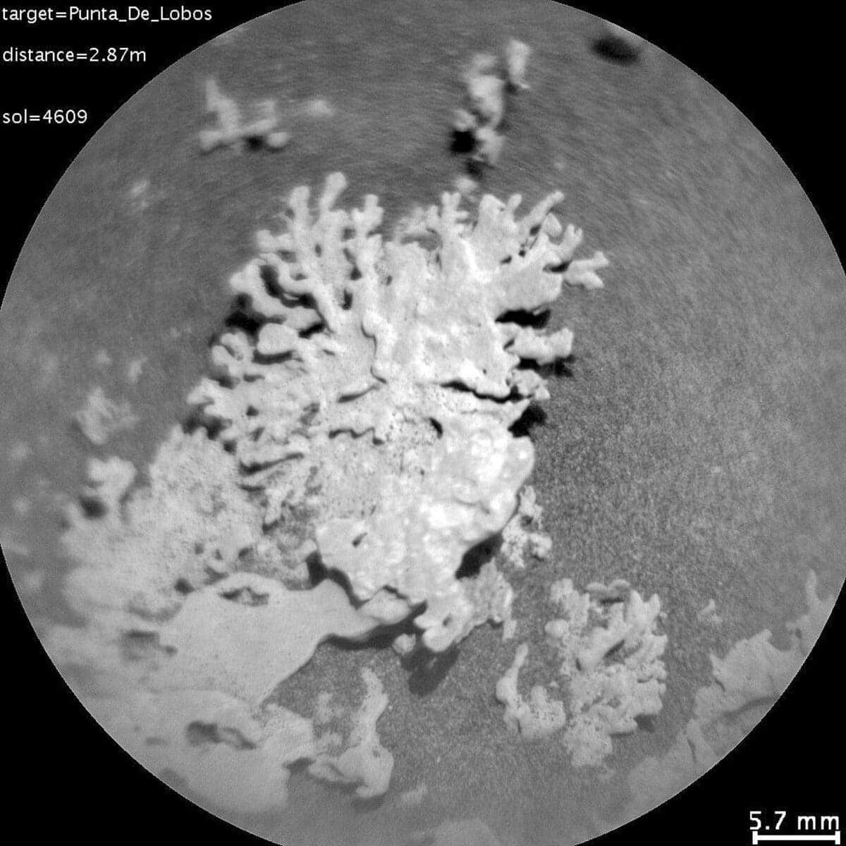 Curiosity запечатлел «коралл» на Марсе / © NASA / JPL-Caltech / MSSS