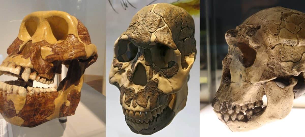 Смена поведения определила эволюцию зубов предков людей