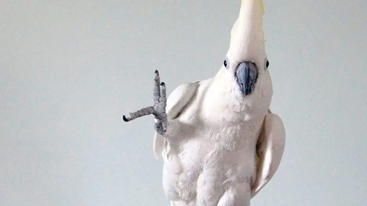 В танцевальном репертуаре какаду насчитали не менее 30 движений