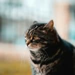 В мозге кошек с деменцией обнаружили признаки болезни Альцгеймера