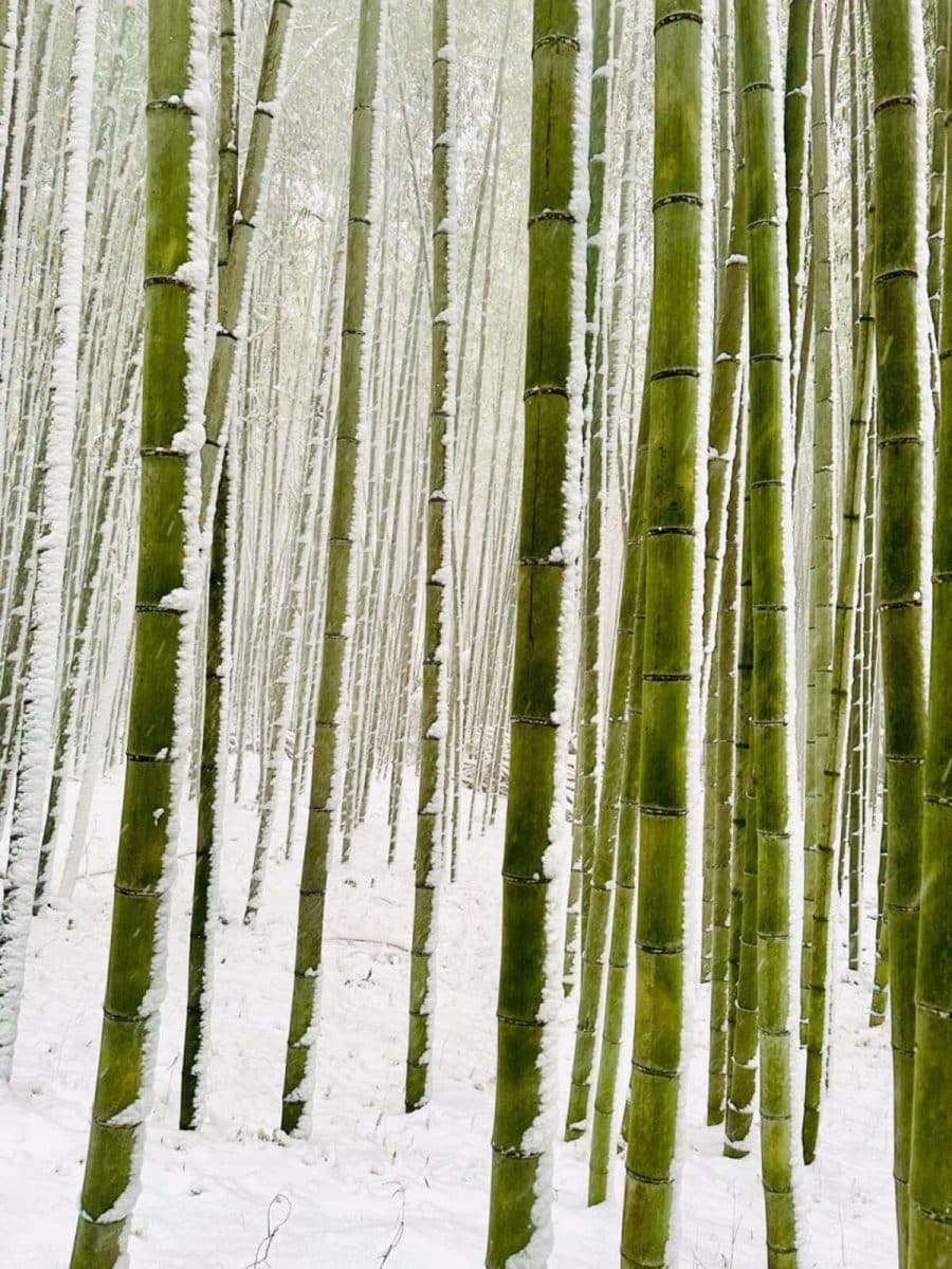 Победитель в номинации «Природа»:  Марк Сармиенто, Австралия / © iPhone Photography Awards 2025