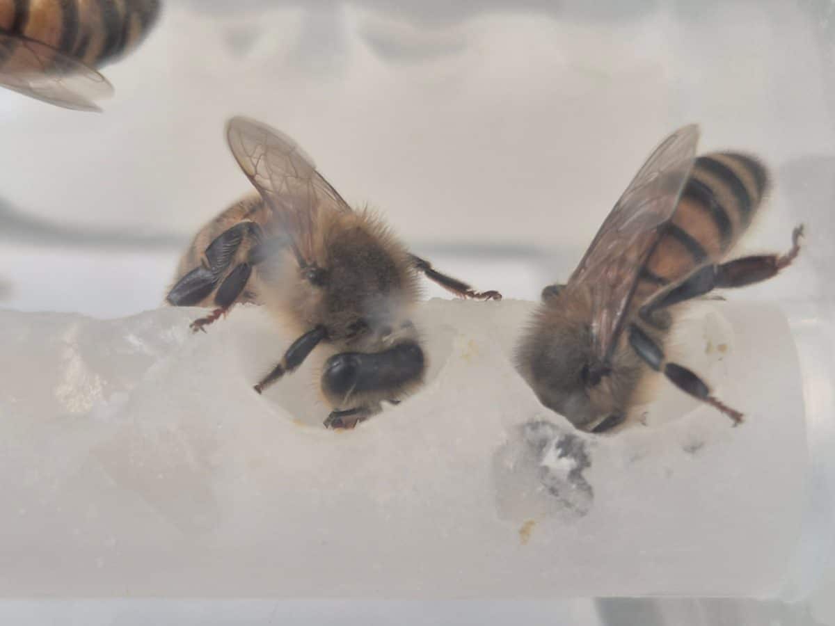Пчелы в лаборатории Oxford Bee Lab / © Caroline Wood
