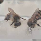Пчелы в лаборатории Oxford Bee Lab / © Caroline Wood