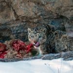 Ученые объяснили, почему снежные барсы предпочли добычу крупнее себя