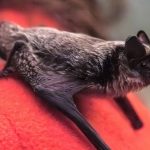 Блохи летучих мышей оказались способны привести к новым пандемиям