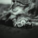 Удаление когтей сделало кошек чувствительнее к боли и усилило страдания от остеоартроза