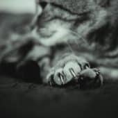 когти кошки